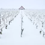 Wine tasting in snow