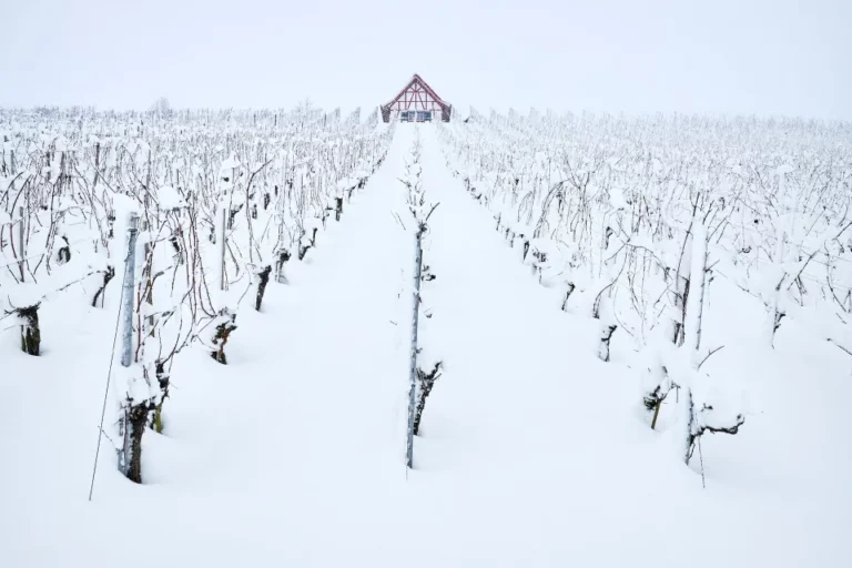 Sip and Savor: A Winter Wine Tasting Tour in the Niagara Region with Fly Limousine Services.